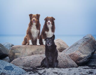 Australian Shepherds und schwarzer Hund auf Felsen an der Ostsee