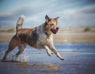 Hund läuft durch flaches Wasser am Strand