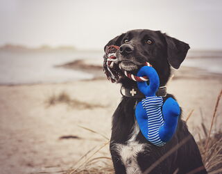 Schwarzer Hund mit blauem Anker-Spielzeug am Strand