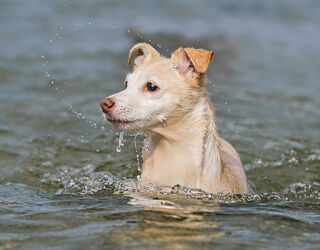 Hunde schwimmt im Wasser