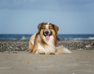 Großer brauner Hund liegt entspannt am Ostseestrand